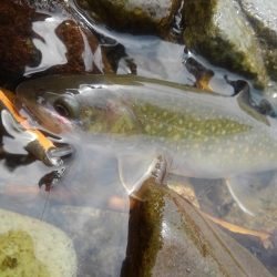 今シーズン初の尺イワナ